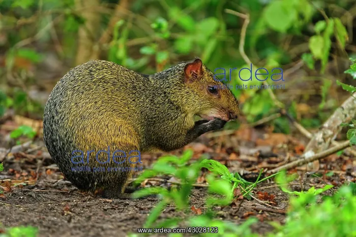 : Azara's Agouti, Pantanal Wetlands, Mato Grosso, Brazil : Azara's Agouti, Pantanal Wetlands, Mato Grosso, Brazil