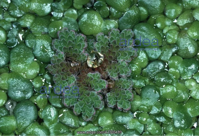  : AZOLLA  /  WATER FERN