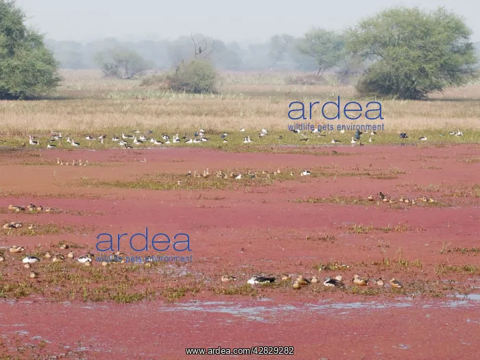 : Azorella plant - covering water surface - with : Azorella plant - covering water surface - with