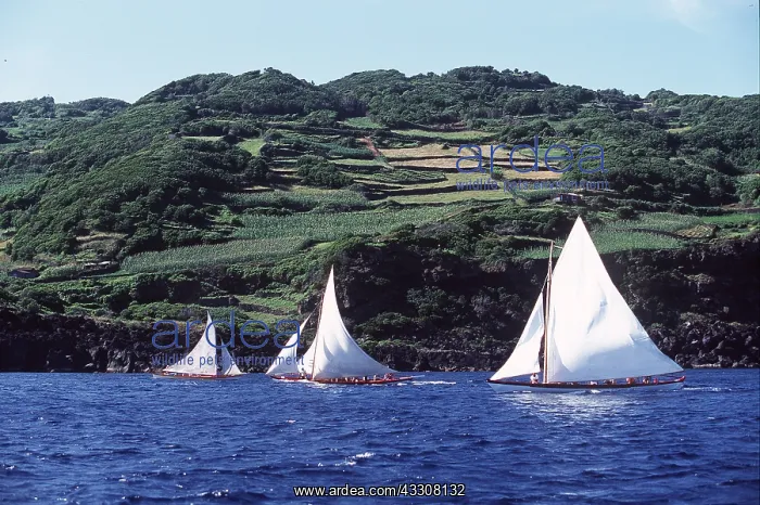: AZORES - Calheta de Nesquim - whale boats : AZORES - Calheta de Nesquim - whale boats
