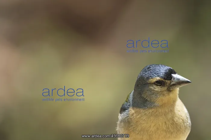 : Azores chaffinch (Fringilla moreletti) : Azores chaffinch (Fringilla moreletti)