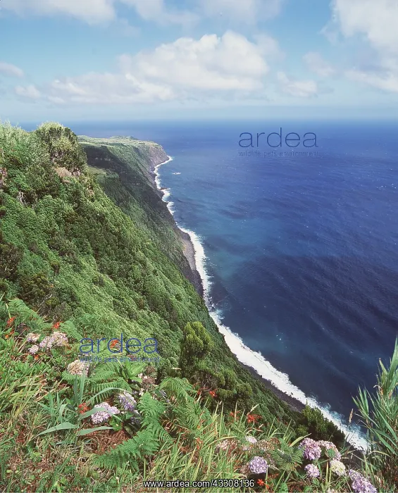  : AZORES- Faial Island, North Coast