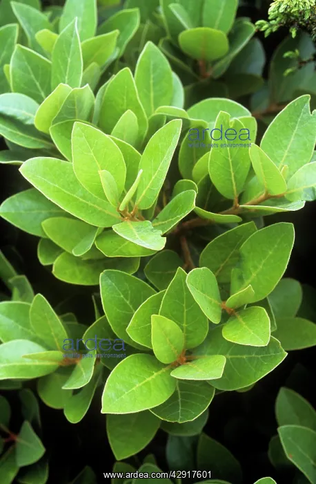  : Azores Laurel