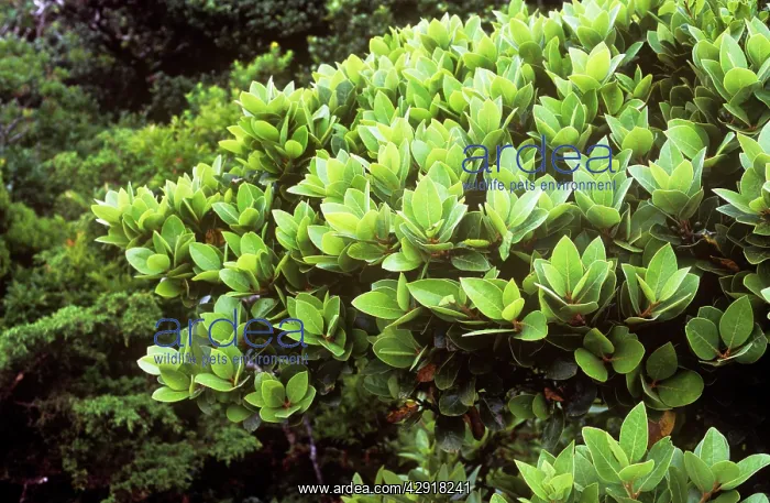  : Azores Laurel