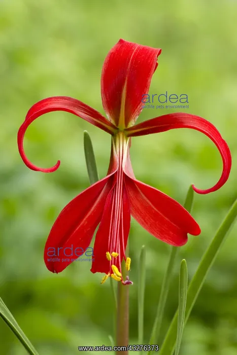 : Aztec Lily, Jacobean Lily (Sprekelia formosissima) : Aztec Lily, Jacobean Lily (Sprekelia formosissima)