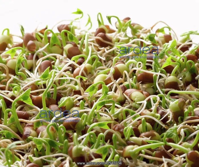 : Azuki, Vigna angularis : Azuki, Vigna angularis