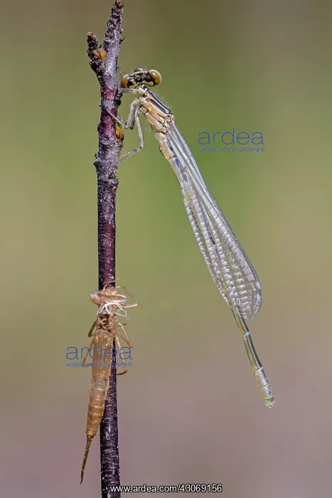  : Azure Bluet