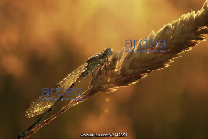: Azure Bluet : Azure Bluet