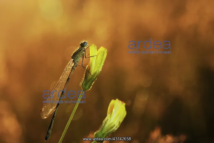 : Azure Bluet : Azure Bluet