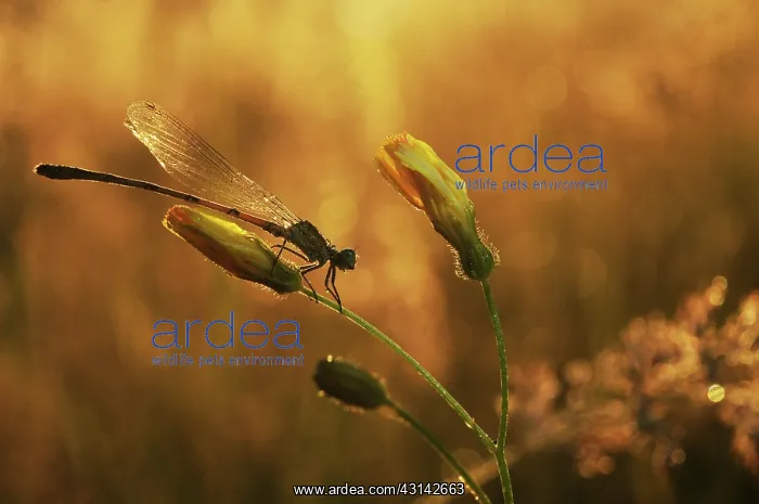 : Azure Bluet : Azure Bluet