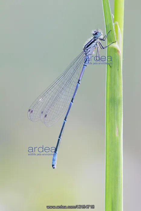 : Azure Bluet : Azure Bluet