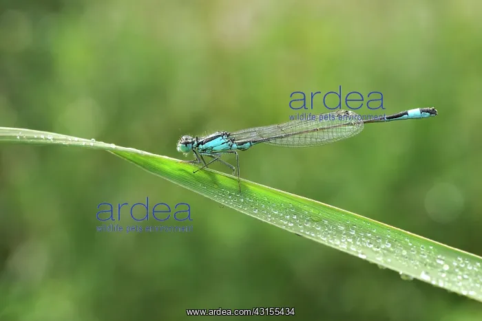 : Azure Bluet : Azure Bluet