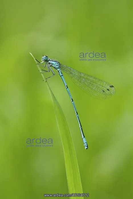 : Azure Bluet : Azure Bluet