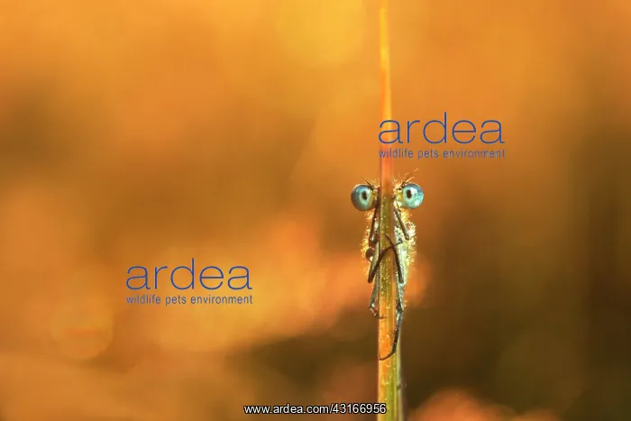 : Azure Bluet : Azure Bluet