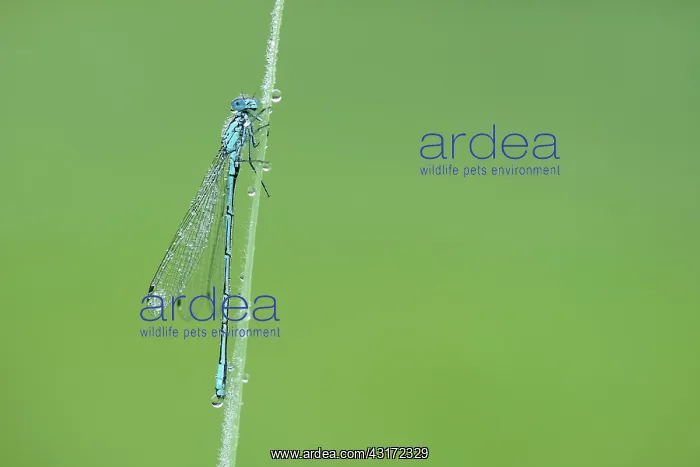 : Azure Bluet : Azure Bluet
