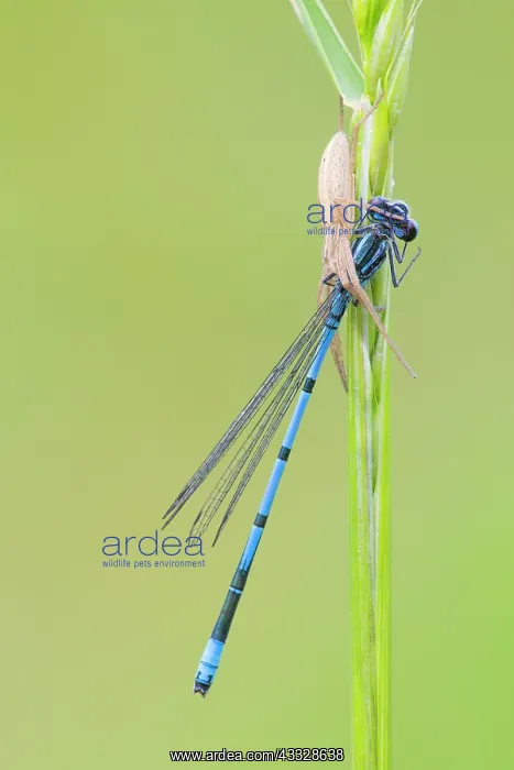 : Azure Bluet : Azure Bluet