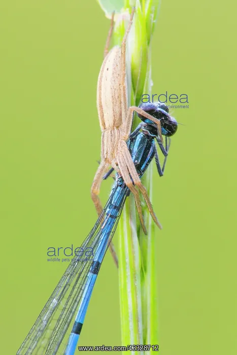 : Azure Bluet : Azure Bluet