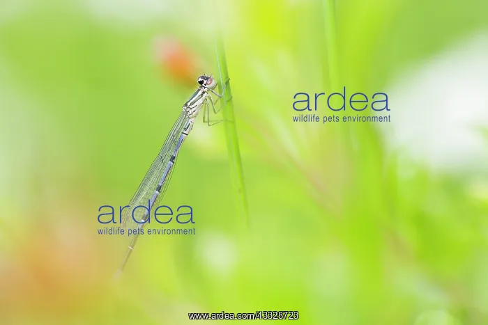 : Azure Bluet : Azure Bluet