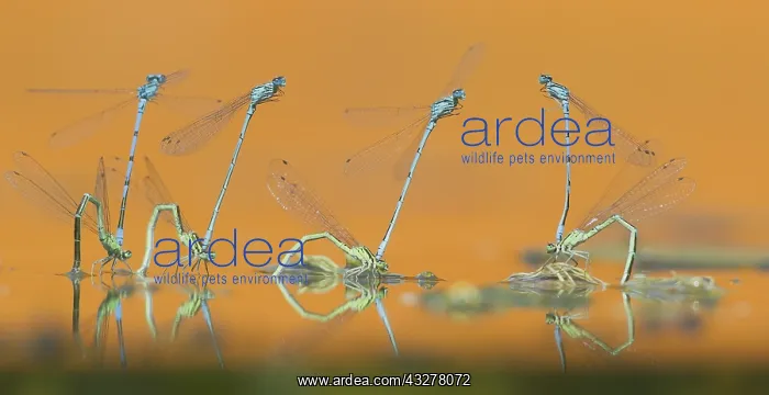 : Azure Bluet (Coenagrion puella) group mating on : Azure Bluet (Coenagrion puella) group mating on