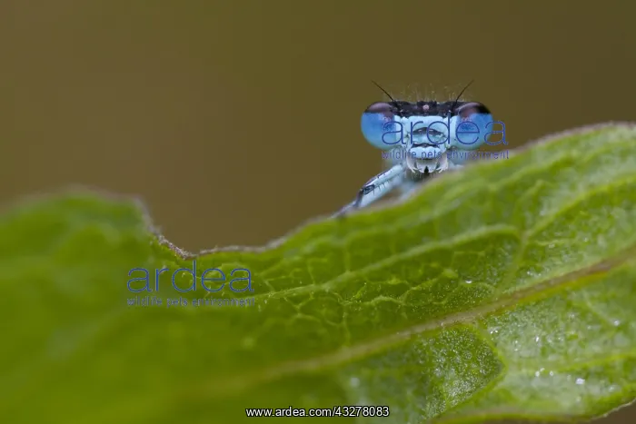 : Azure Bluet (Coenagrion puella) peeking over th : Azure Bluet (Coenagrion puella) peeking over th