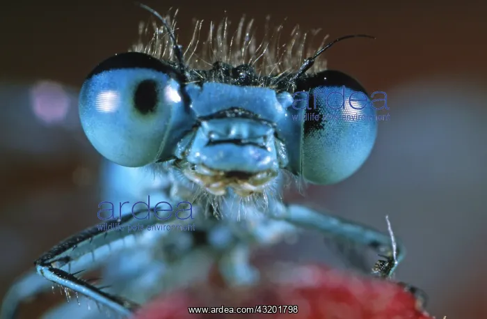 : Azure Bluet (Coenagrion puella) portrait in clo : Azure Bluet (Coenagrion puella) portrait in clo