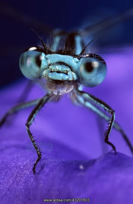 : Azure Bluet (Coenagrion puella) portrait, sitti : Azure Bluet (Coenagrion puella) portrait, sitti