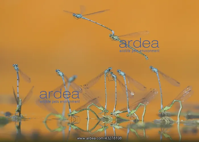 : Azure Bluets (Coenagrion puella) flying and mat : Azure Bluets (Coenagrion puella) flying and mat