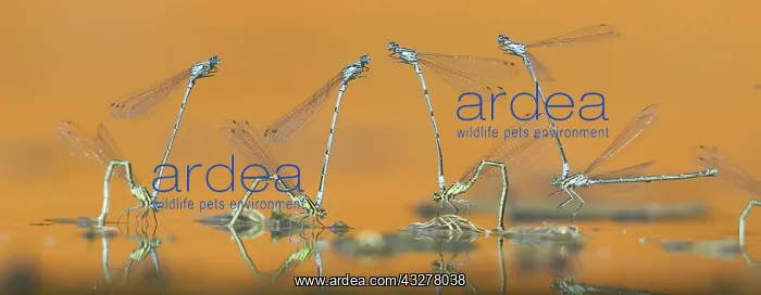 : Azure Bluets (Coenagrion puella) on the water s : Azure Bluets (Coenagrion puella) on the water s