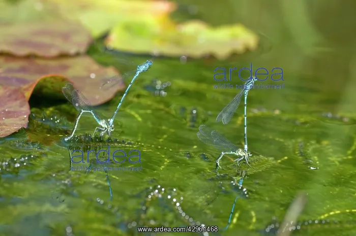 : Azure Damselflies - two mated pairs ovipositing : Azure Damselflies - two mated pairs ovipositing