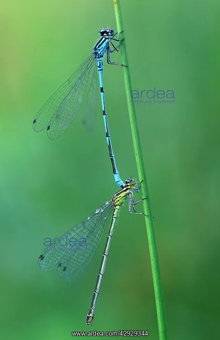 : Azure DAMSELFLIES - mating, tandem : Azure DAMSELFLIES - mating, tandem