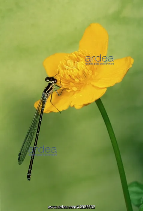 : Azure Damselfly : Azure Damselfly
