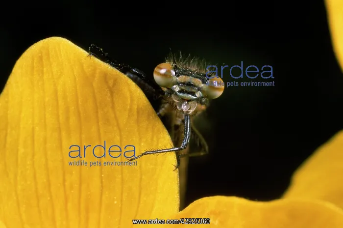 : Azure Damselfly - : Azure Damselfly -