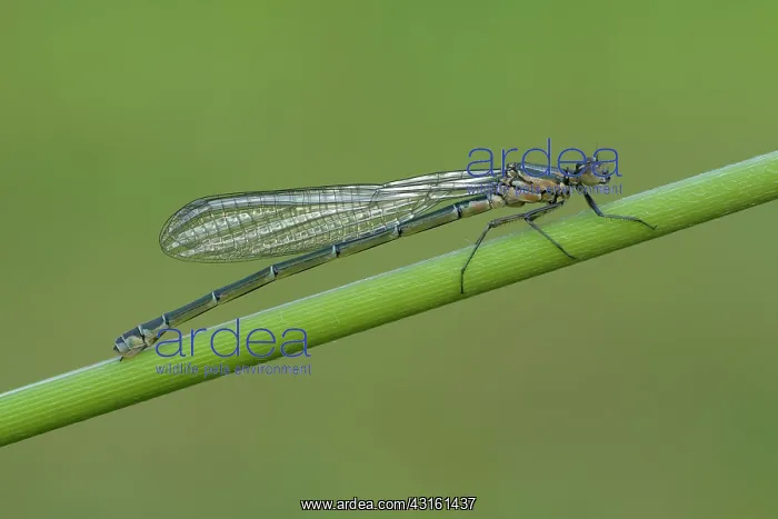 : Azure Damselfly (Coenagrion puella) : Azure Damselfly (Coenagrion puella)