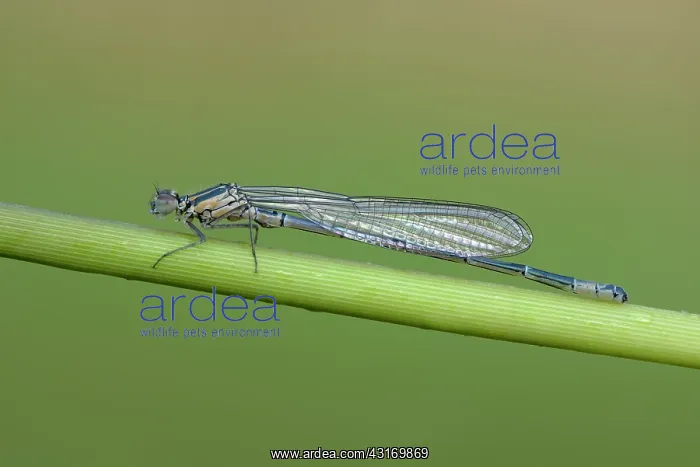 : azure damselfly (Coenagrion puella) : azure damselfly (Coenagrion puella)