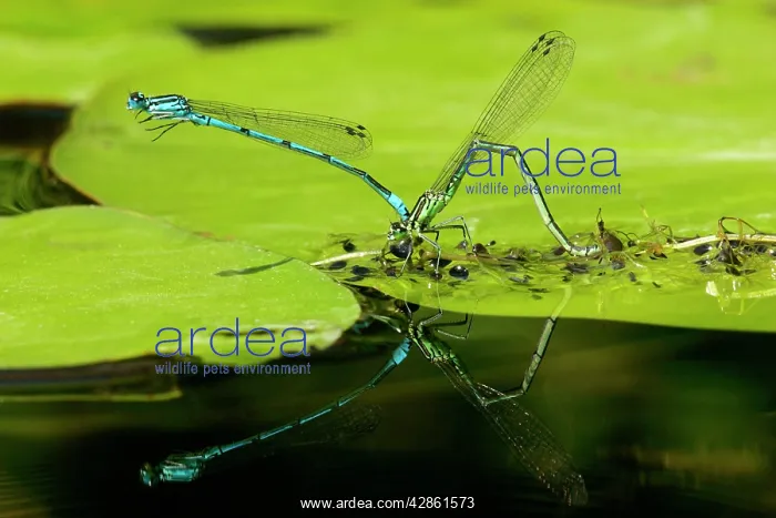 : Azure Damselfly - mated pair laying eggs on leaf : Azure Damselfly - mated pair laying eggs on leaf