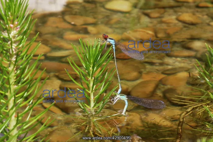 : Azure Damselfly - mating : Azure Damselfly - mating