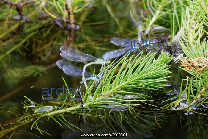 : Azure Damselfly - mating on aquatic water plants : Azure Damselfly - mating on aquatic water plants