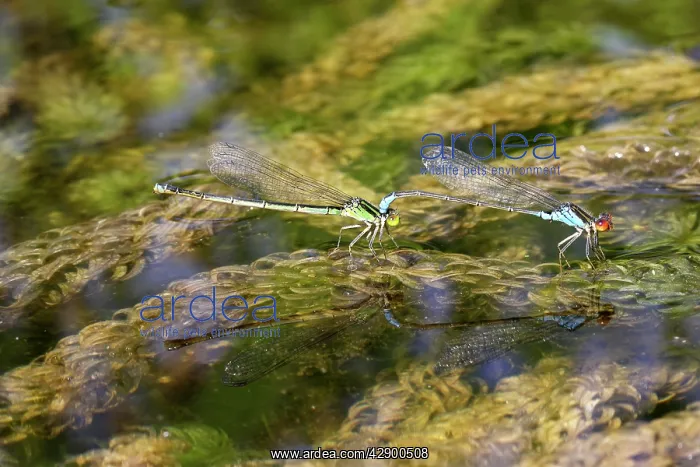 : Azure Damselfly - mating on aquatic water plants : Azure Damselfly - mating on aquatic water plants