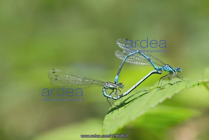: Azure Damselfly - paired - summer : Azure Damselfly - paired - summer