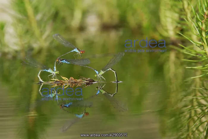  : Azure Damselfly - two pairs mating on aquatic water plants