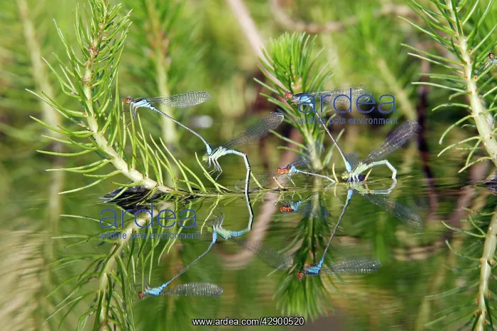 : Azure Damselfly - pairs mating on aquatic water plants : Azure Damselfly - pairs mating on aquatic water plants