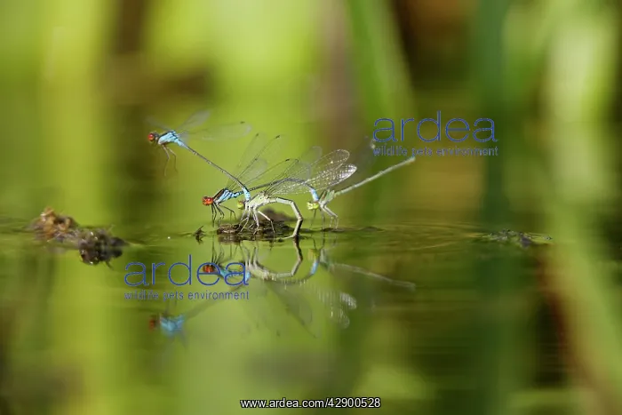 : Azure Damselfly - pairs mating on aquatic water plants : Azure Damselfly - pairs mating on aquatic water plants