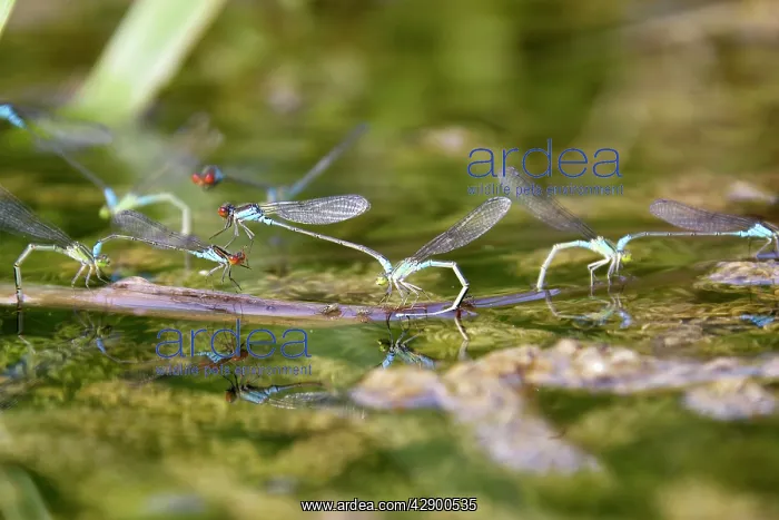  : Azure Damselfly - pairs mating on aquatic water plants