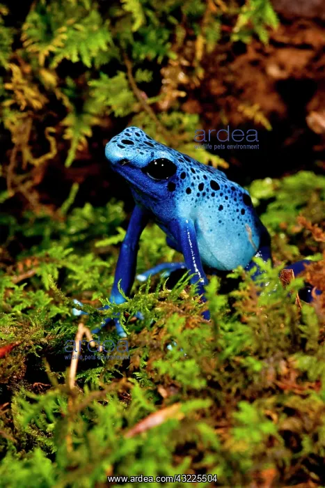 : Azure Dart Frog Dendrobates azureus Native : Azure Dart Frog Dendrobates azureus Native