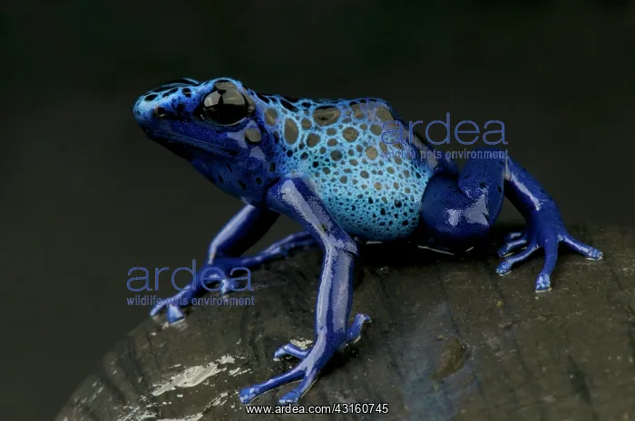 : Azure Dart Frog (Dendrobates tinctorius azureus) : Azure Dart Frog (Dendrobates tinctorius azureus)