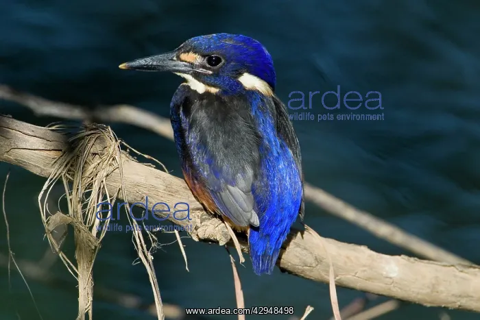 : Azure Kingfisher : Azure Kingfisher