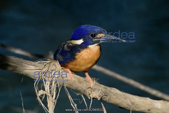 : Azure Kingfisher : Azure Kingfisher