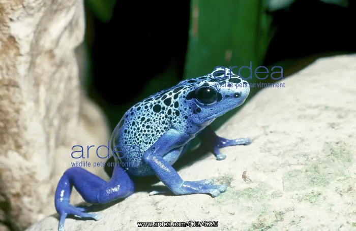 : Azure Poison Dart Frog : Azure Poison Dart Frog