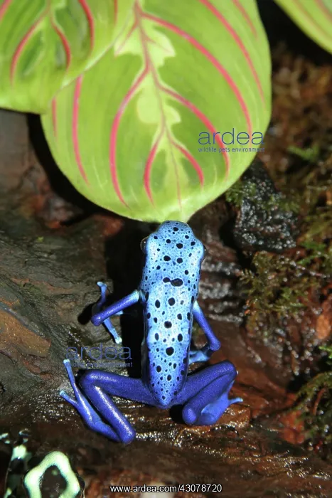 : Azure Poison Dart Frog : Azure Poison Dart Frog