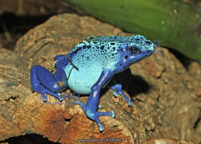 : Azure Poison Dart Frog : Azure Poison Dart Frog